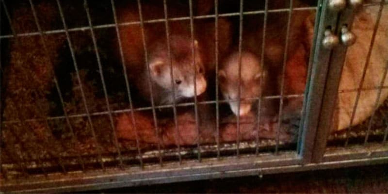 Em gaiolas cobertas de fezes, furões são deixados para morrer. Até que recebem um ultimato