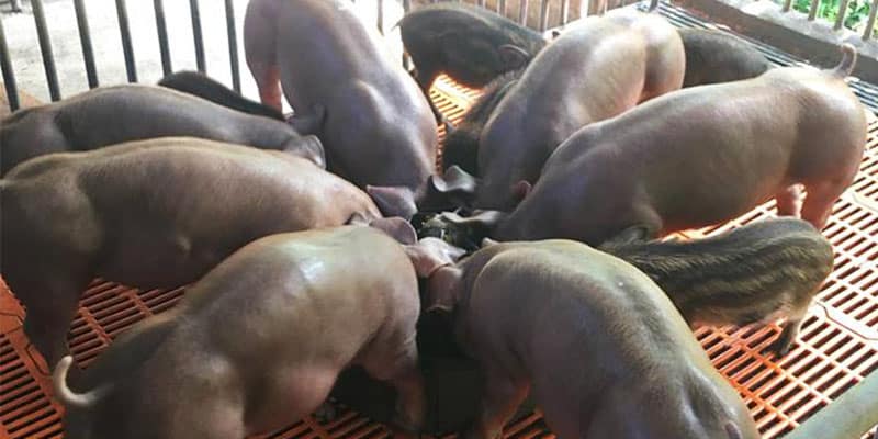 Porcos estão sendo chamados de ‘mutantes’ na Ásia por motivo totalmente desumano