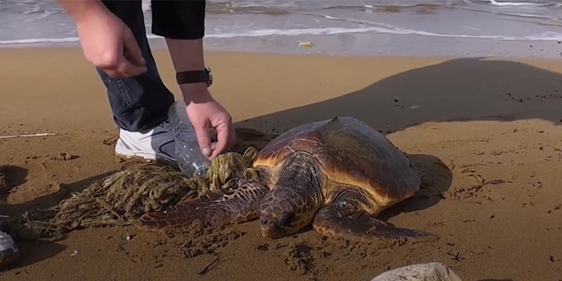 tartaruga presa em lixo praia