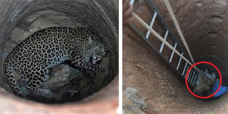 Moradores encontram animal caído em poço e equipe de resgate se assusta ao ver ‘quem’ era