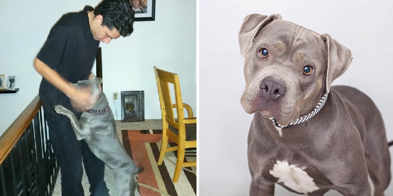 Pit bull ensina jovem a abraçar sua mãe