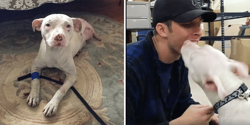 Pit bull é atingido por trem. Mas um momento mostra que é possível salvá-la