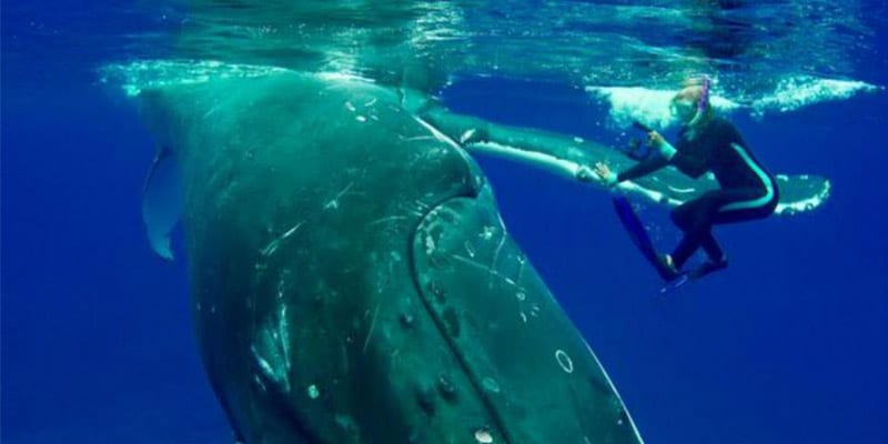 Bióloga vê baleia se aproximar quando percebe que ela tentava apenas a proteger