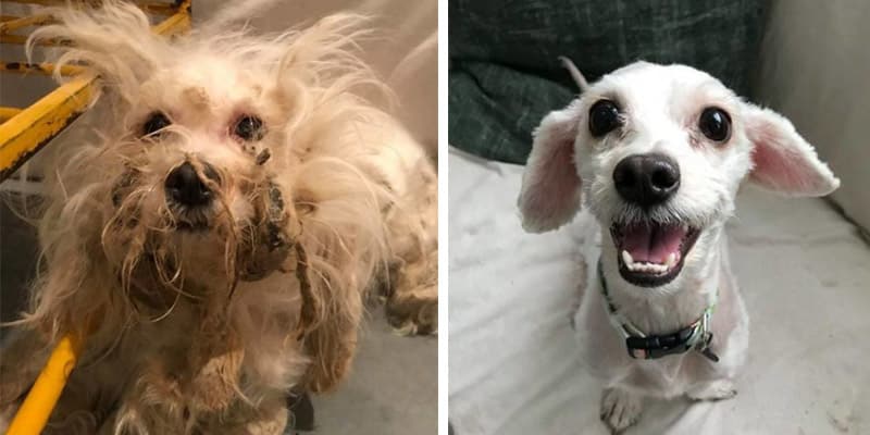 Cadela foi maltratada por dias. Semanas depois, a mudança veio como uma prova de quem ela era