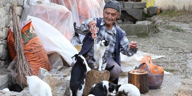Encontraram homem alimentando 35 gatos e mal imaginavam que ele realizava seu maior sonho