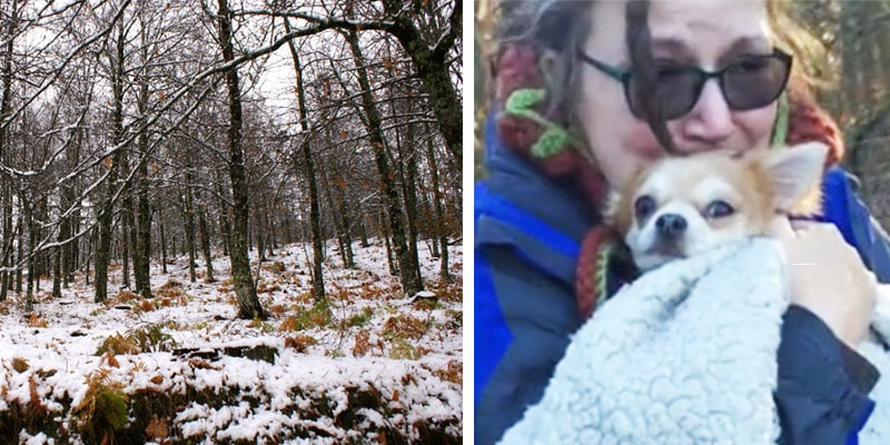 Cão foge ao se assustar e, quando sua dona o encontra, percebe que ele sobreviveu ao impossível
