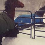 neve cavalos inverno