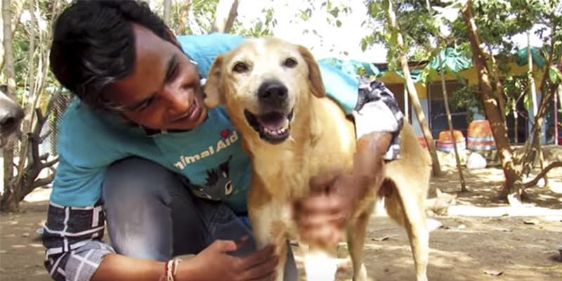 Cachorro é encontrado paralisado na rua. E todos temem que ele nunca mais voltará a andar