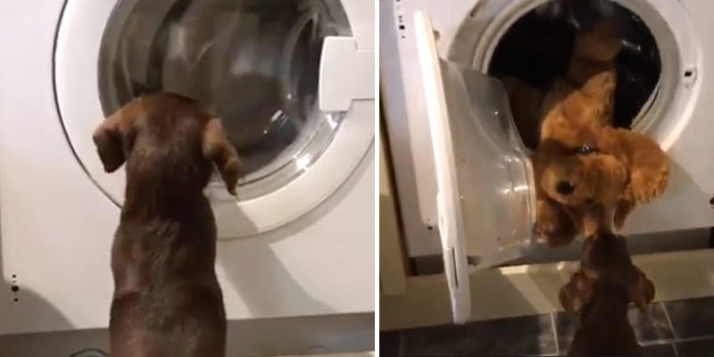 Cãozinho espera ansiosamente seu ursinho de pelúcia ser lavado e causa explosão de fofura