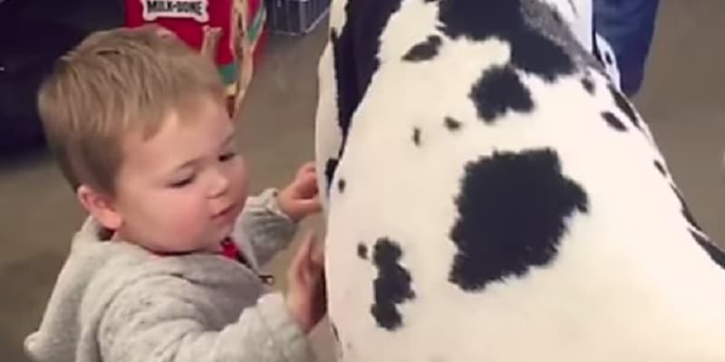 Bebê encontra ‘Scooby-Doo’ da vida real e tem a reação mais linda ao conhecê-lo