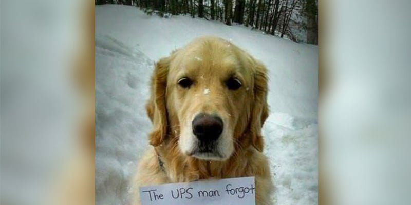 Cão invade van de entrega