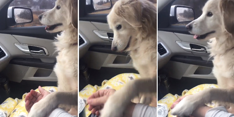 Cadelinha não solta a mão de seu novo dono