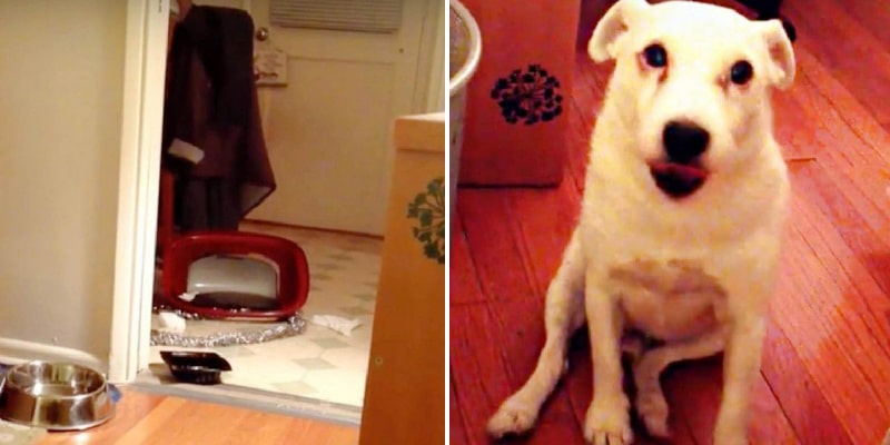 Cão reage da melhor maneira após causar estrago em sua casa