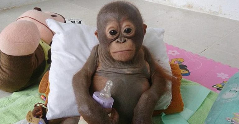 Bebê orangotango que foi trancafiado em galinheiro protagoniza recuperação milagrosa