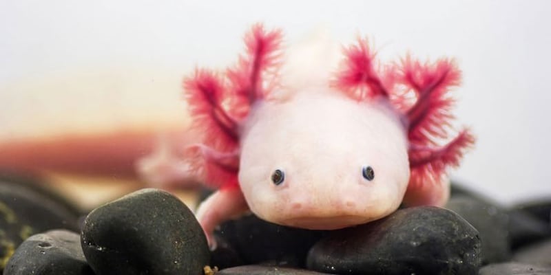 Salamandra pode ser a chave para a cura do câncer