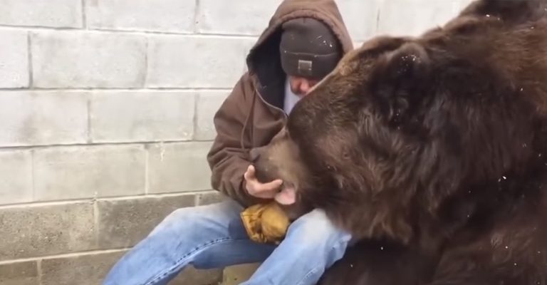 Ao ver que urso está doente, cuidador ignora seu peso e o perigo para poder confortá-lo