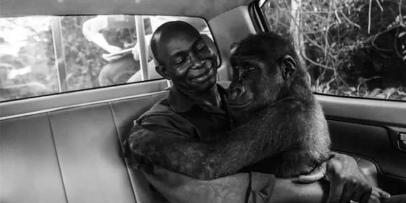 A verdade por trás da emocionante imagem de uma gorila abraçando seu cuidador