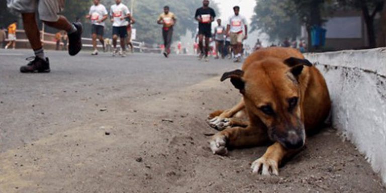 Câmera colocada em cão de rua mostra a vida de animais abandonados