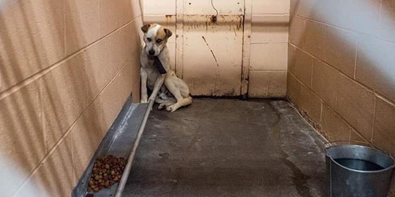 Cão encontrado amarrado estava tão assustado que não deixava ninguém se aproximar