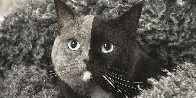 Gatinho nasceu com “duas caras” e tornou-se um dos bichanos mais lindos do mundo