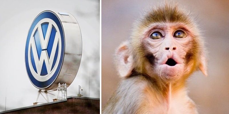 Volkswagen é acusada de envenenar macacos com vapores a diesel e responde com motivo polêmico