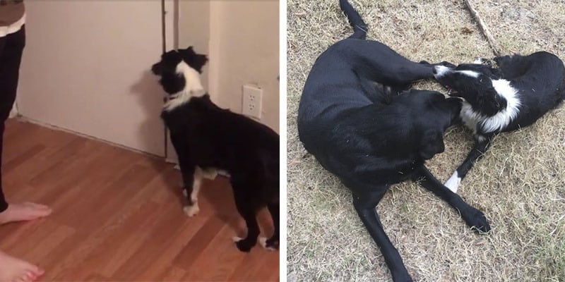 Cão arranha a porta de seu vizinho todos os dias para ver se seu amigo quer sair para brincar