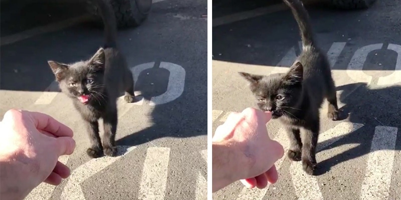 Homem mostra o momentos em que foi escolhido por um gatinho de rua em sua marcenaria