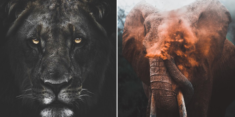 Fotógrafo tira fotos incríveis do mundo animal