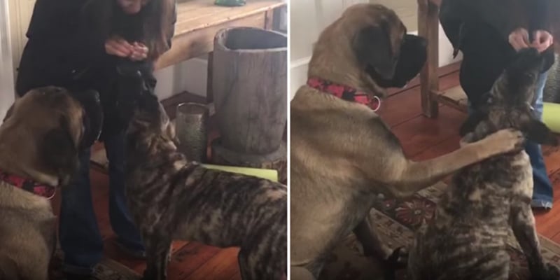 Cão ensina o irmão mais novo a sentar para ganhar biscoito