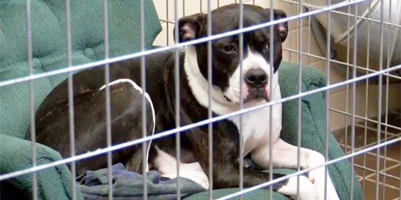 Abrigo pede doações de poltronas para dar mais conforto aos cães