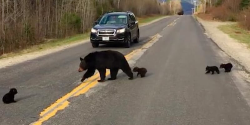 Ursa tenta fazer seus bebês atravessarem a rua