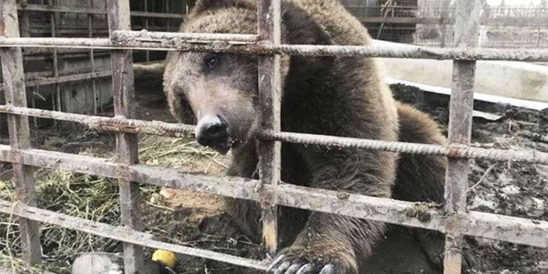 Urso que passou 2 anos vivendo em gaiola cheia de lixo finalmente conhece a liberdade