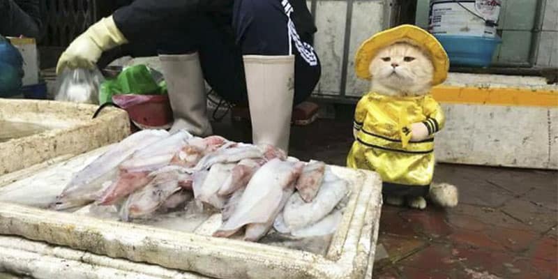 Gatinho vende peixes na feira com o maior estilo e está conquistando o mundo com sua fofura