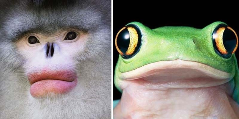 Fotógrafo passa anos tirando fotos de animais que você nem imaginava que estavam em extinção