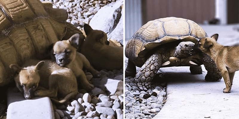 Tartaruga mostrou que a natureza sempre nos surpreende ao adotar três filhotes abandonados
