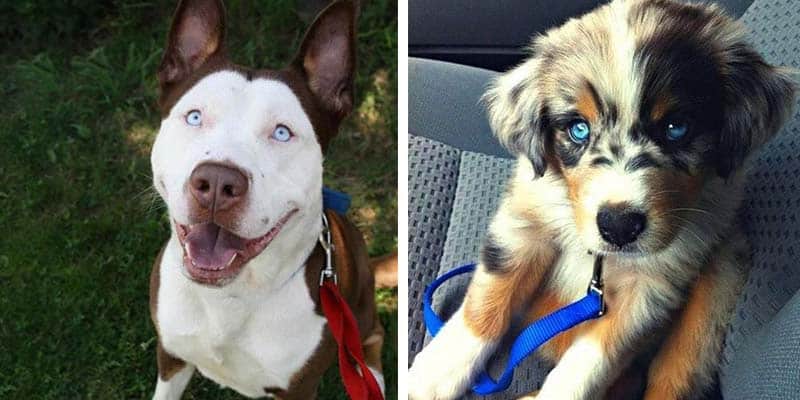 Conheça 22 misturas de raças de cachorro que resultaram em lindos filhotes