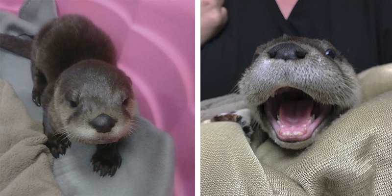 Filhote de lontra entra chorando em garagem de família procurando por ajuda