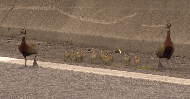 Família de patos tentava atravessar rodovia quando funcionário aparece e para tudo por eles
