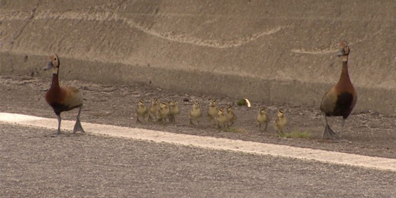 Família de patos tentava atravessar rodovia quando funcionário aparece e para tudo por eles