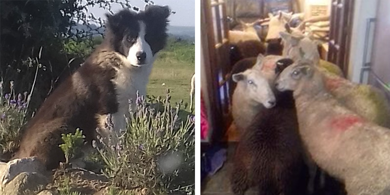 Mulher encontra rebanho de ovelhas dentro de casa e descobre que foi tudo ideia do seu cão