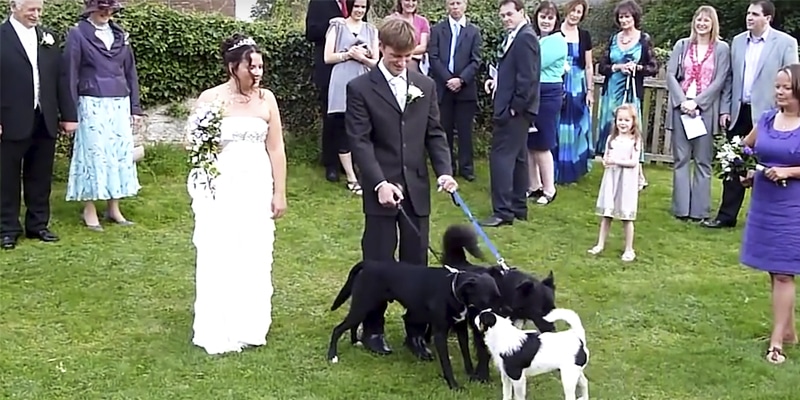 Cão rouba a cena de casamento ao tentar marcar território justamente no vestido da noiva