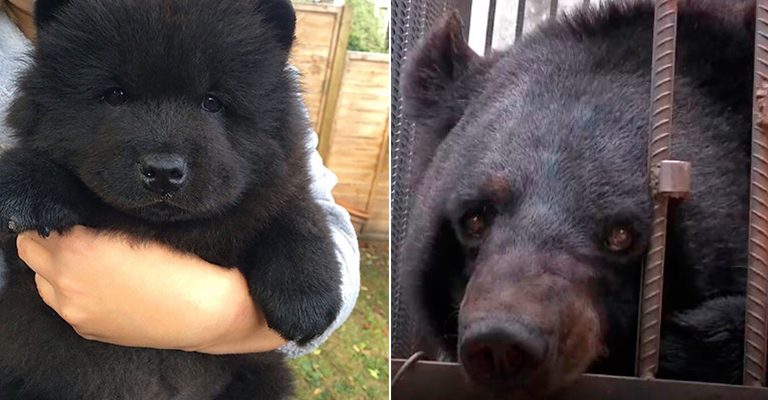 Depois de 2 anos, família chinesa descobre que ‘cão de estimação’ é na verdade um urso preto