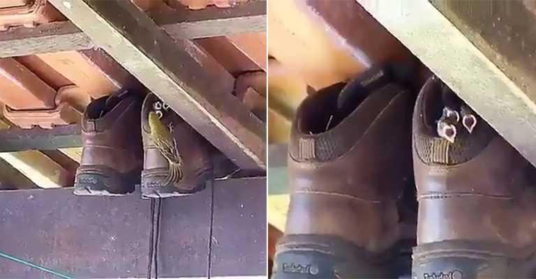 Vídeo mostra que essa mamãe passarinho encontrou um lugar estranho para criar seus filhotes
