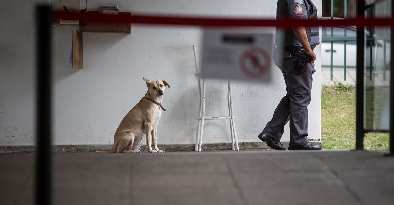 Conheça a cadela Nina, que mora há dois anos na Assembléia Legislativa de São Paulo