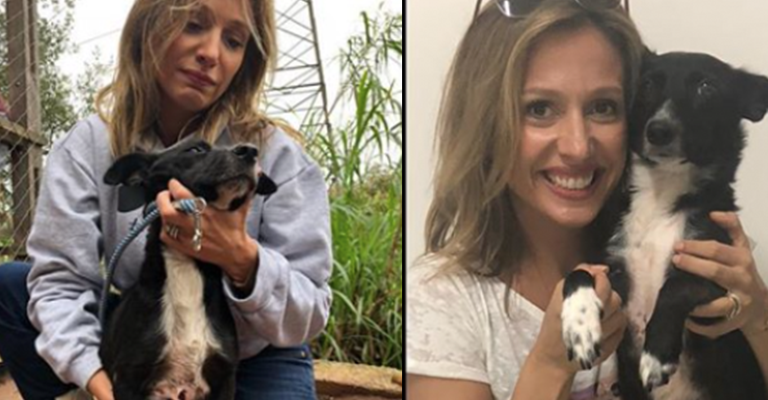 O antes e o depois de 7 animais resgatados por Luisa Mell