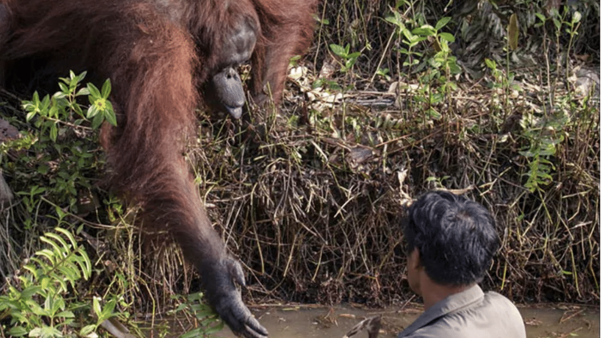 Que tal esse orangotango tentando salvar a vida do guarda florestal?