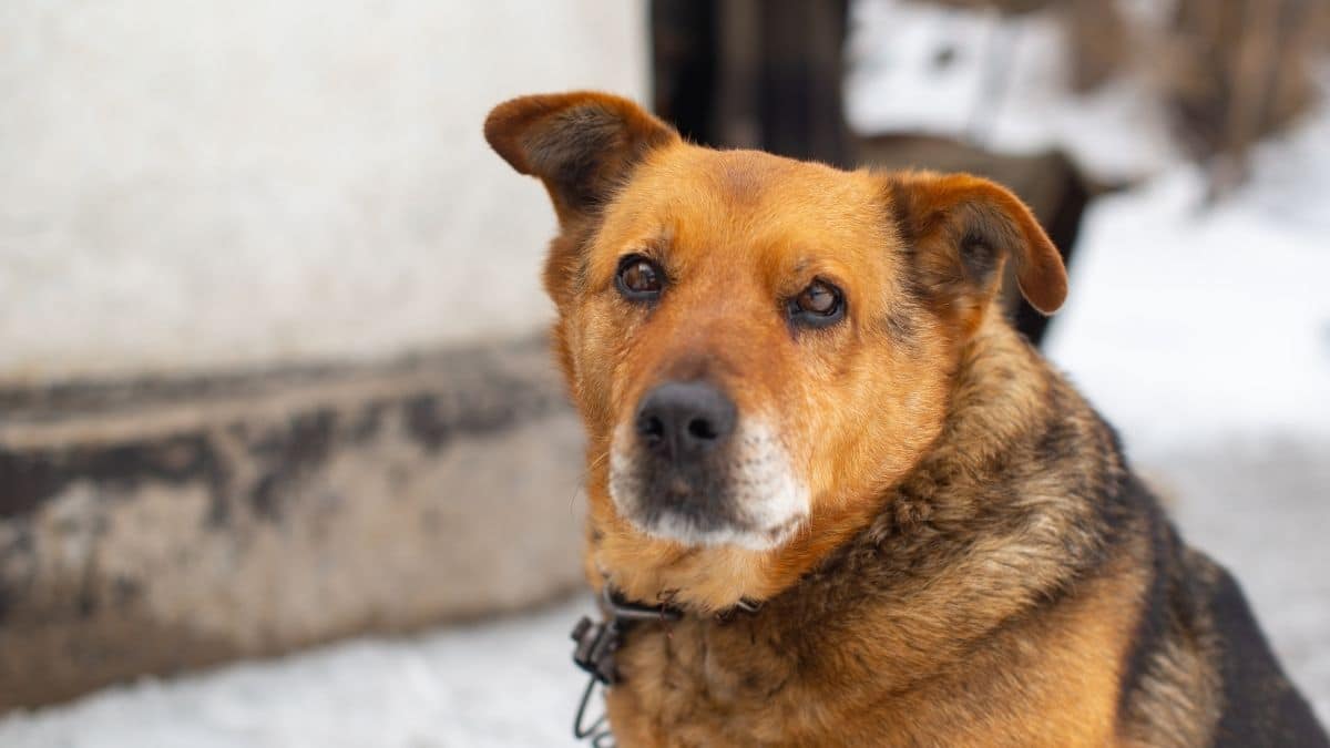 Quatro cachorros no meio da rua impressionaram os motoristas.