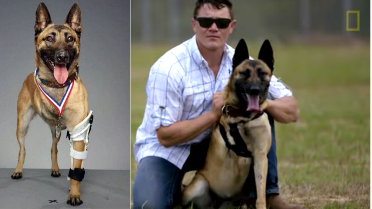 Soldado adota cão militar sem perna que salvou sua vida