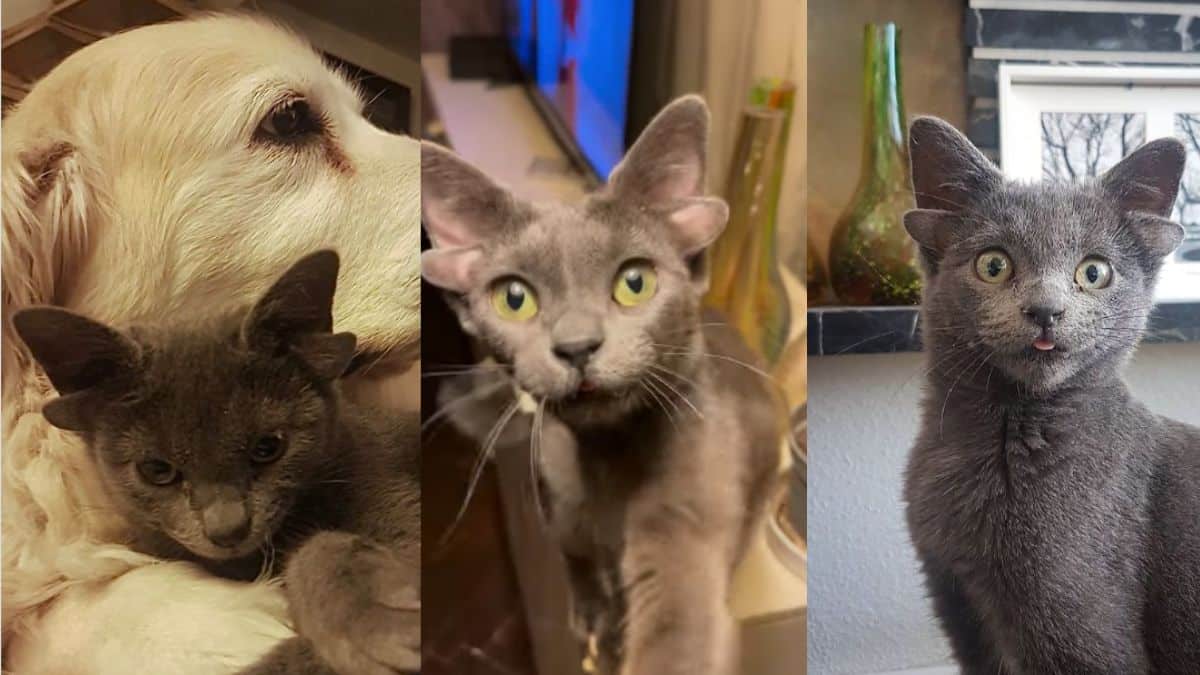 Conheça o gato com quatro orelhas que conquistou o Instagram