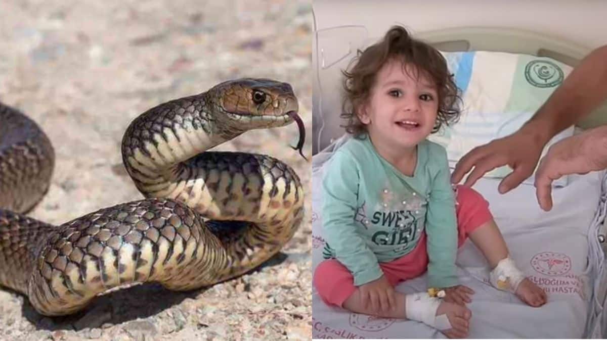 Menina de 2 anos morde cobra após ser atacada e sobrevive.